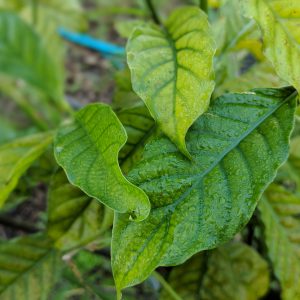 Fresh p. viridis leaf for Ayahuasca