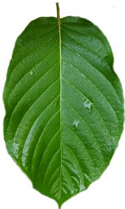Fresh kratom leaf transparent