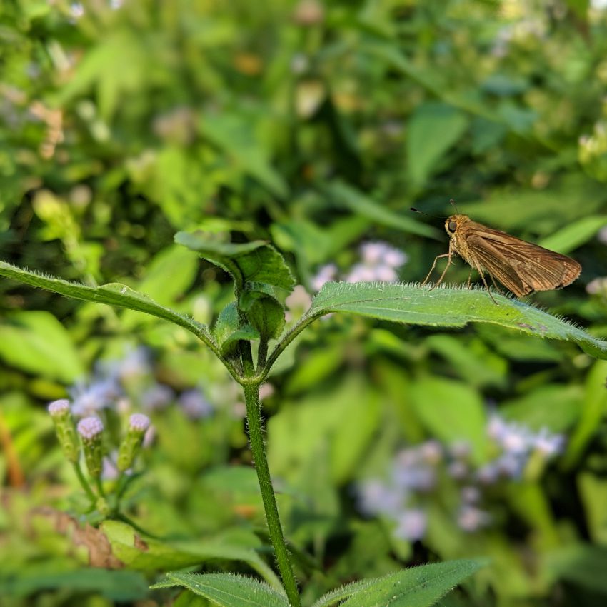 Moth Resting on a Mexican Dream Herb Leaf