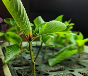 How often should I water unrooted Kratom Cuttings?