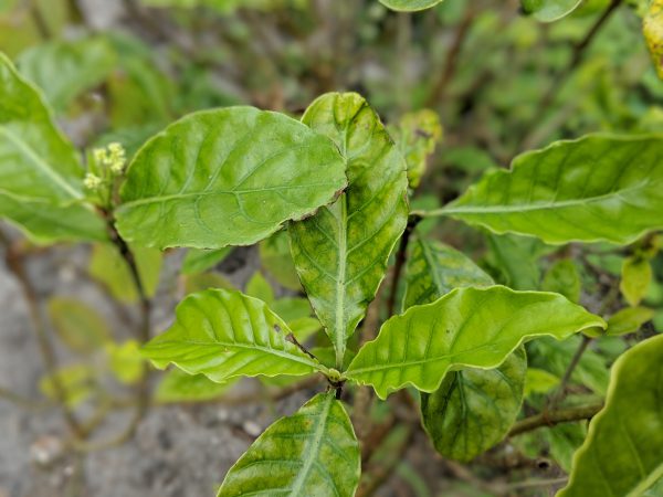 How to make ayahuasca with psychotria viridis - Kratom Leaf