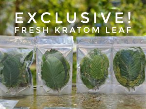 Picking 10ft kratom tree before transport