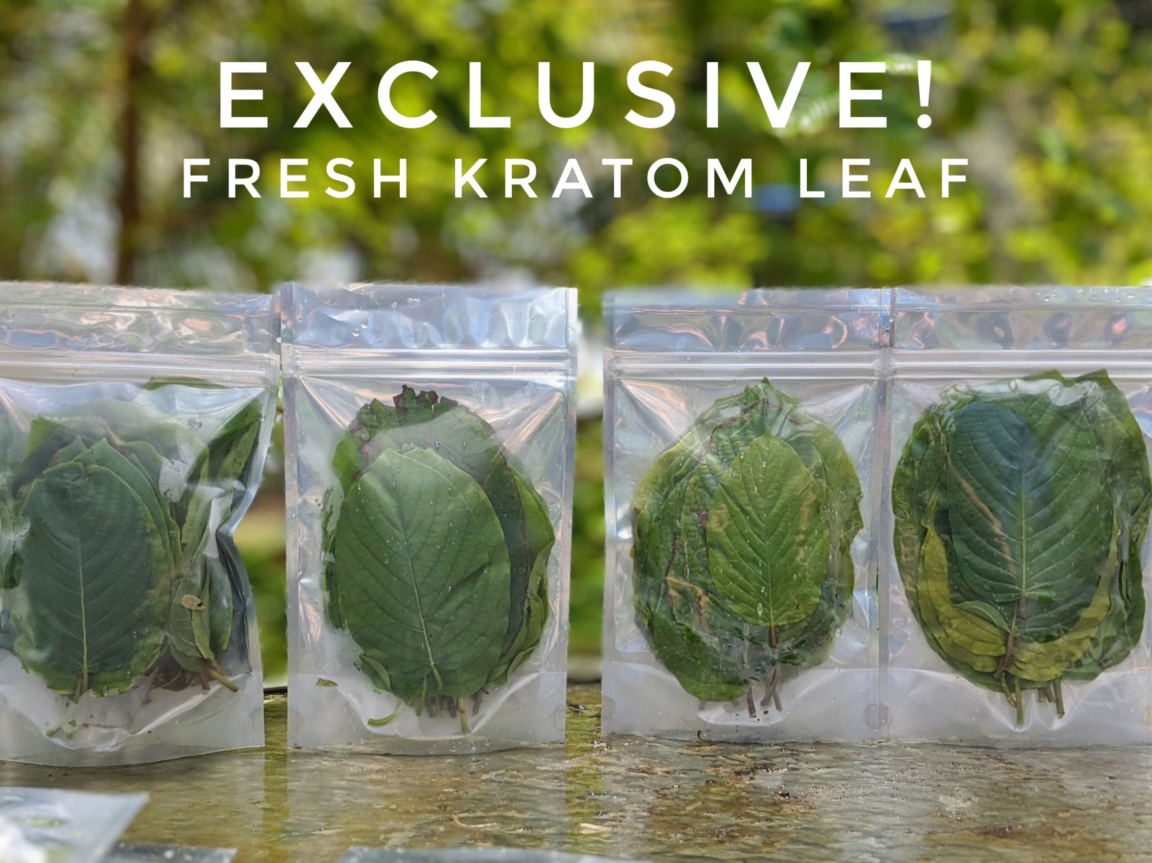 Exclusive Kratom leaf promo picture