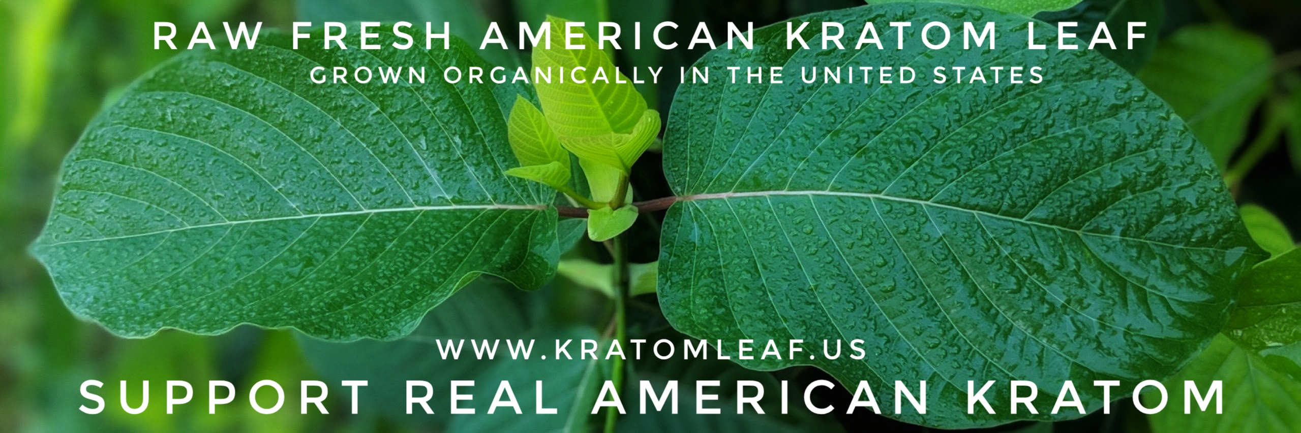Where to buy fresh kratom leaf? American Kratom