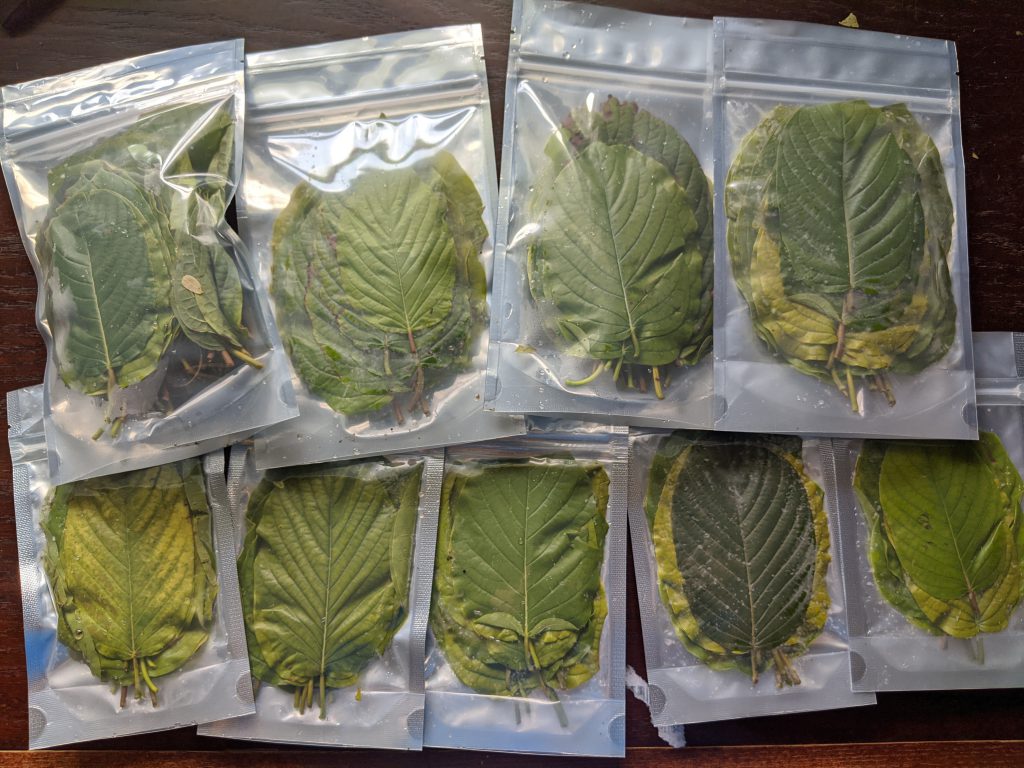 Shipping 150 fresh USA kratom leaf in the mail! 