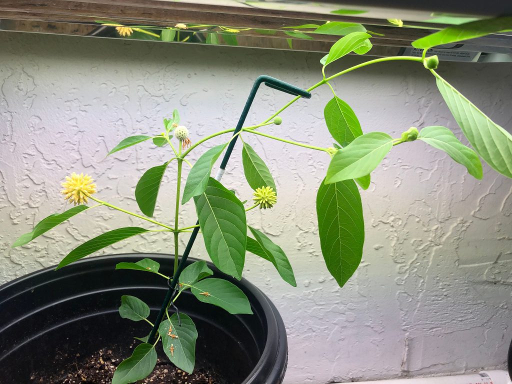 Flowering Kratom Cuttings