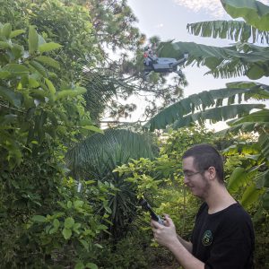 Drones and Matt documenting kratom trees