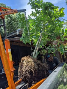 Another successful kratom tree pickup! 