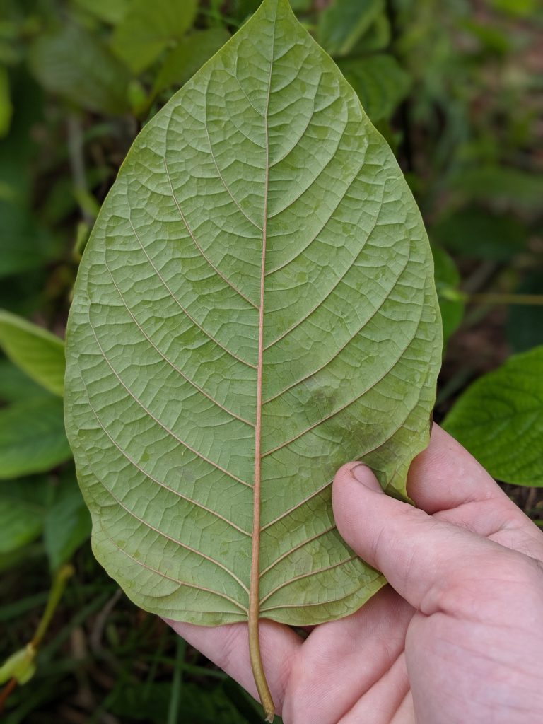 American Kratom Leaf