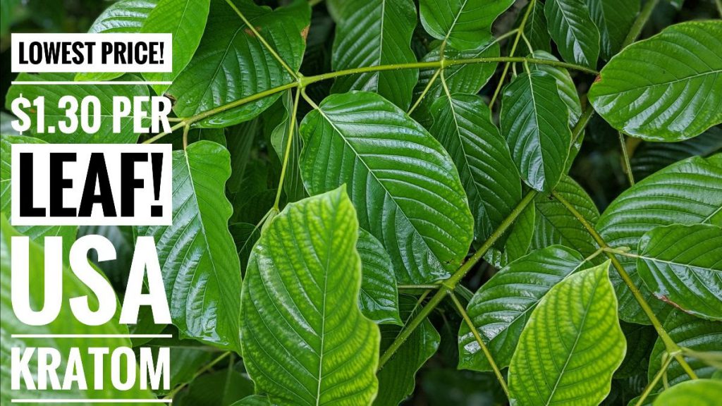 Fresh Kratom Leaf Banner