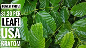 Kratom Guide - Kratom Bible