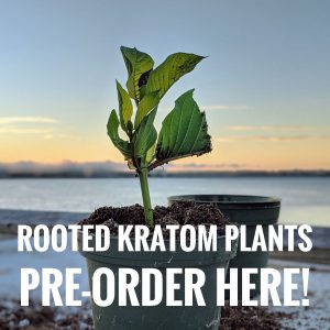 preorder rooted cuttings banner