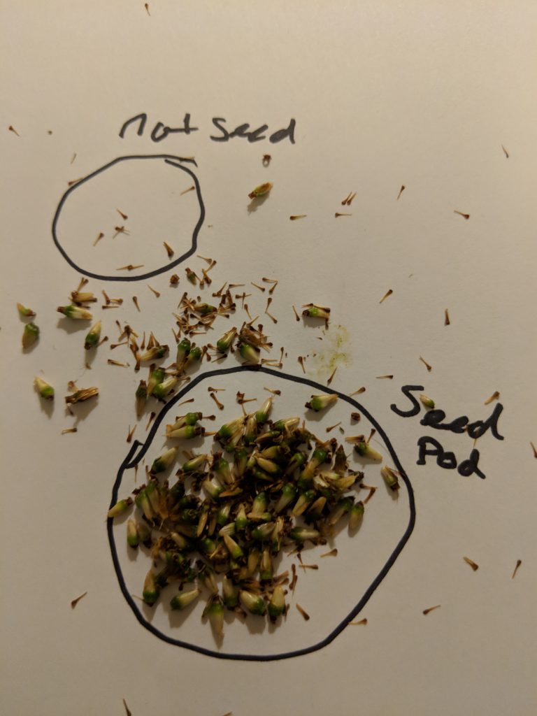 Kratom Pod Seed Breakdown