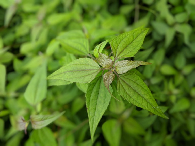 Mexican dream herb growin in the sun - Kratom Leaf