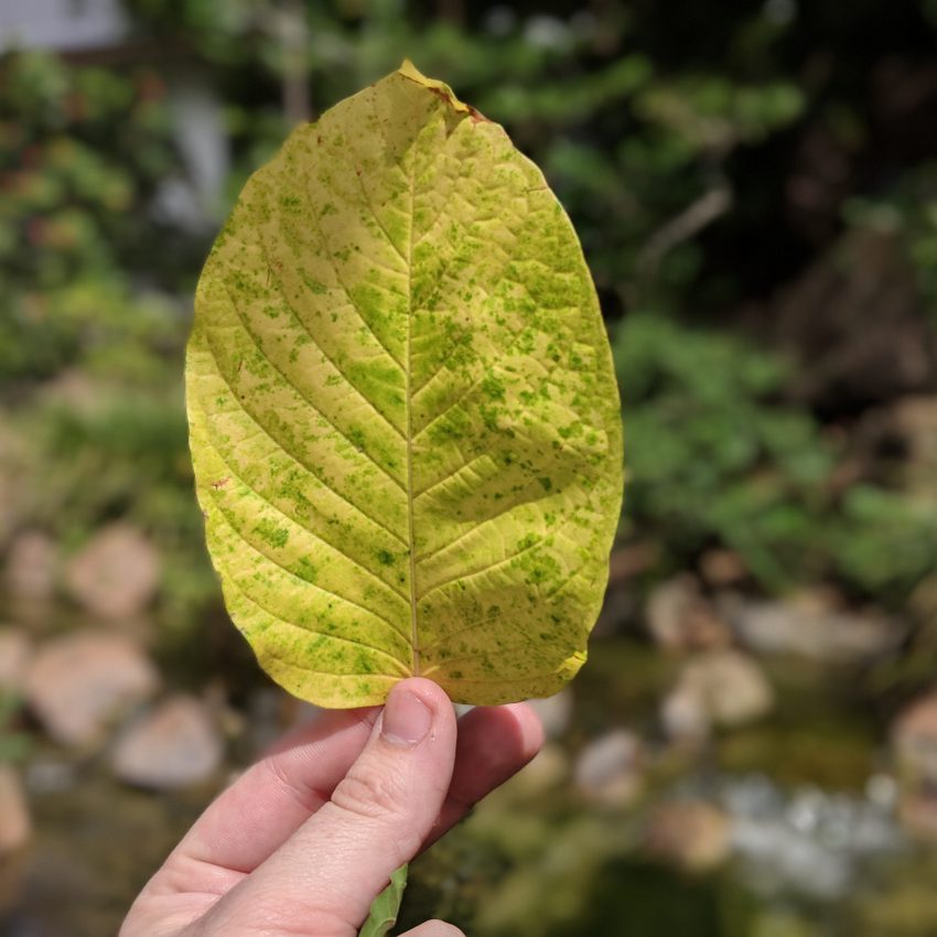 Maeng Da Thai Kratom leaf for sale freeship usa