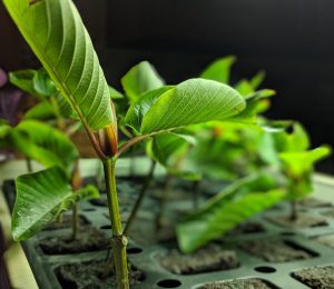 Kratom Cuttings