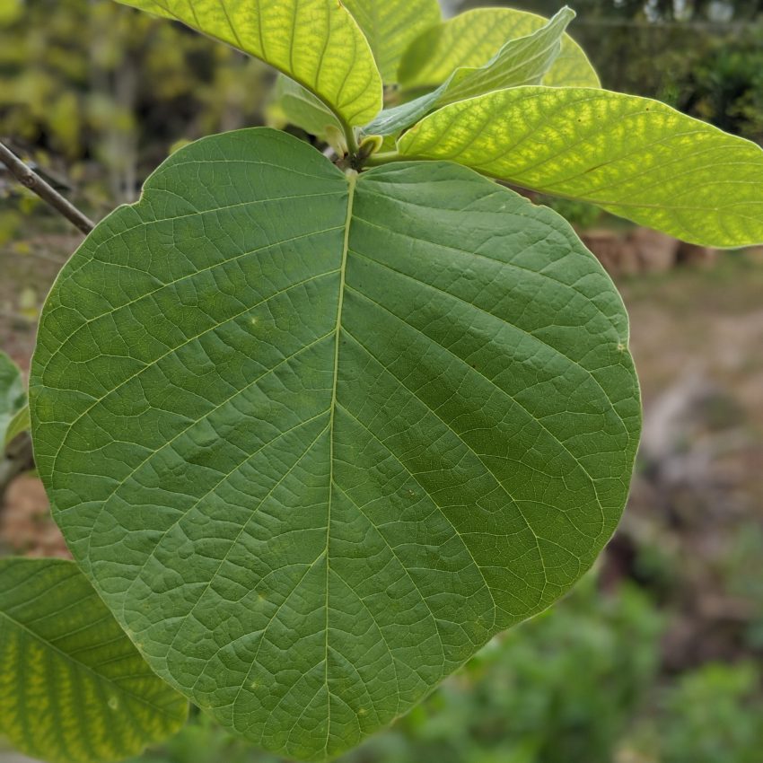 Mitragyna Hirusta Leaf