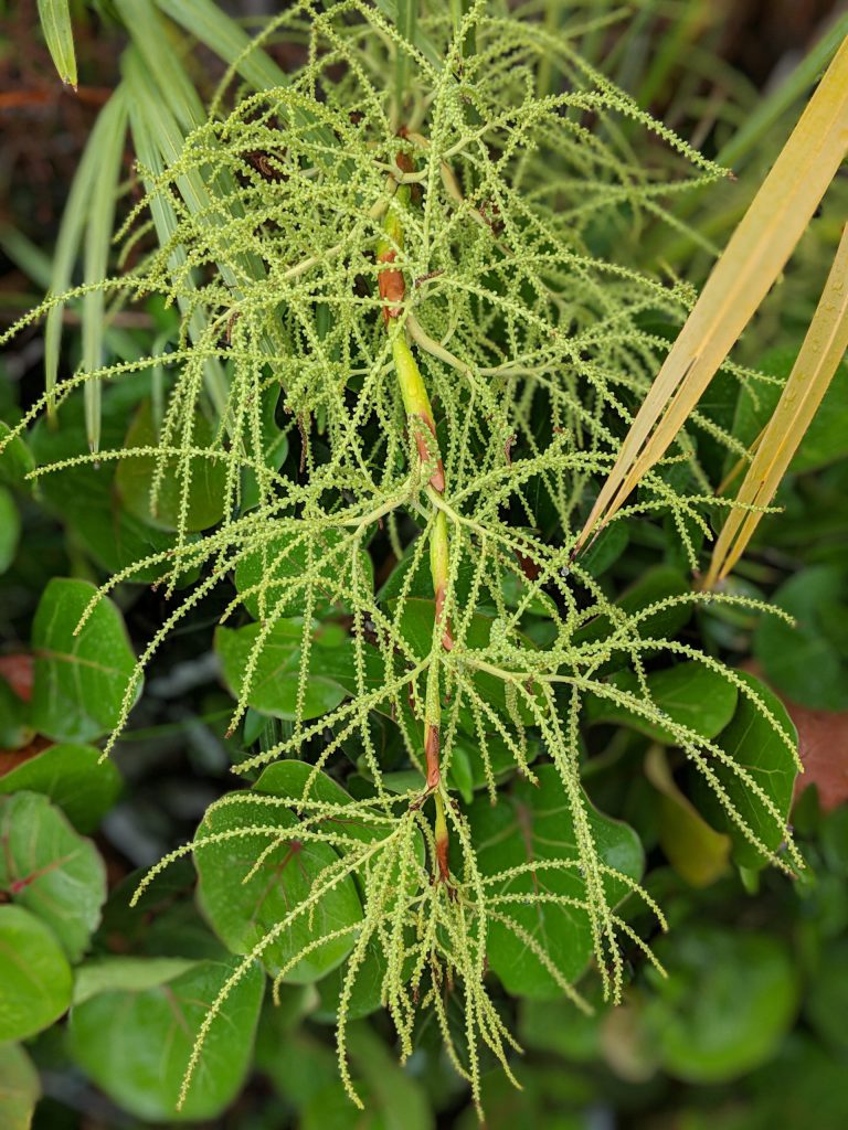 Saw Palmetto Berry - Florida Grown