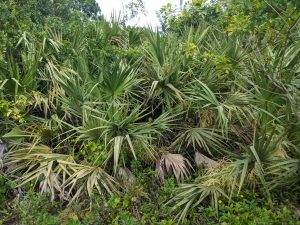 Saw Palmetto Berry’s - Florida Grown