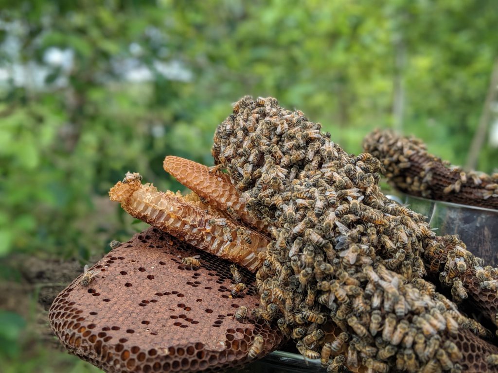 How to store Fresh Kratom Leaf in Honey.