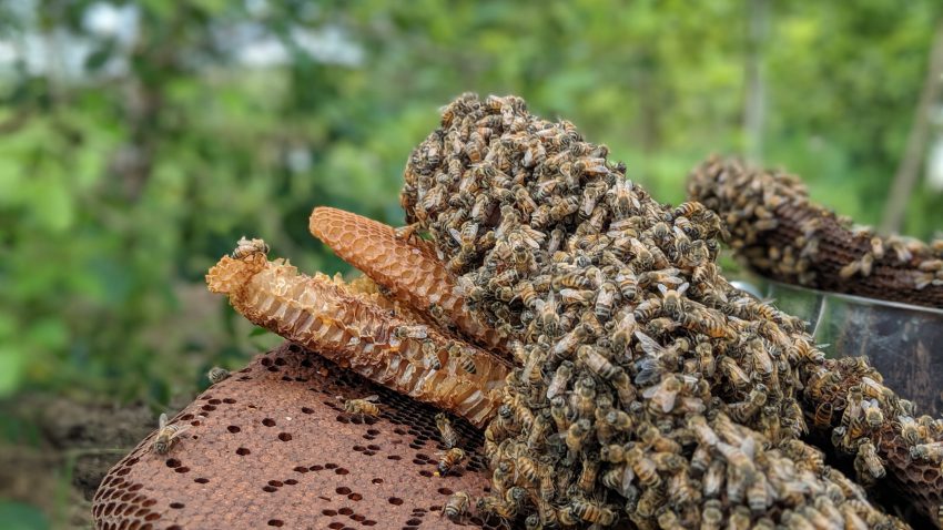 Bees on Kratom Honey Comb