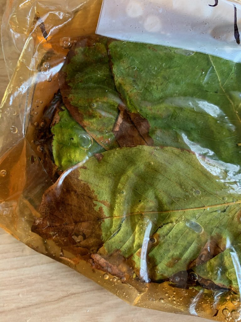 How to store Fresh Kratom Leaf in Honey.