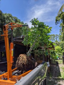 Picking 10ft kratom tree before transport