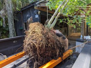 Picking 10ft kratom tree before transport