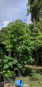 Kratom Tree