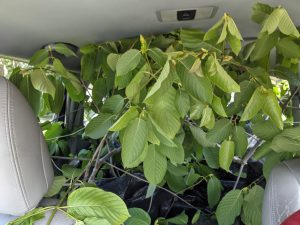 Picking up a Kratom tree from Peteypyro