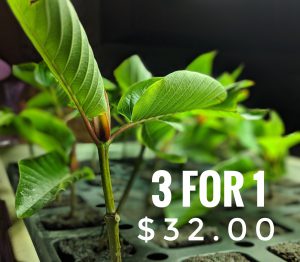 3 for 1 unrooted Kratom cuttings ad Kratomleaf.us