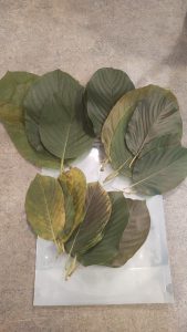 fresh kratom leaf mitra mike