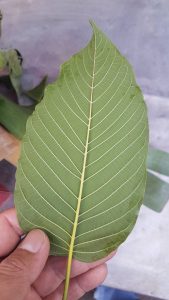 What Is Kratom Stem and Vein? - Kratomleaf.us