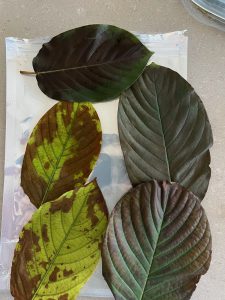 Review of Raw Kratom Leaf by Daniel Young