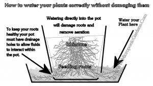 How to Pot Kratom Plants
